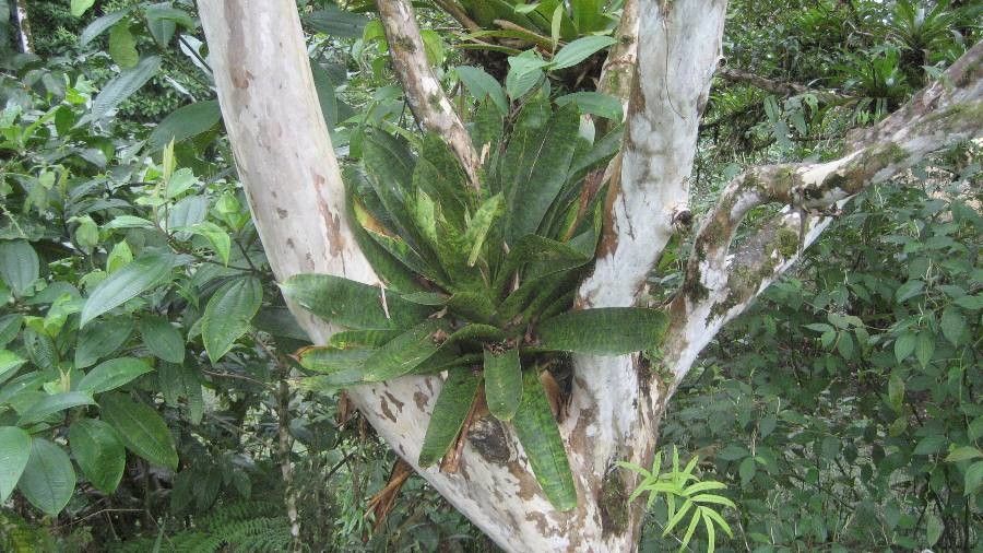 Werauhia kupperiana — related species from the same genus