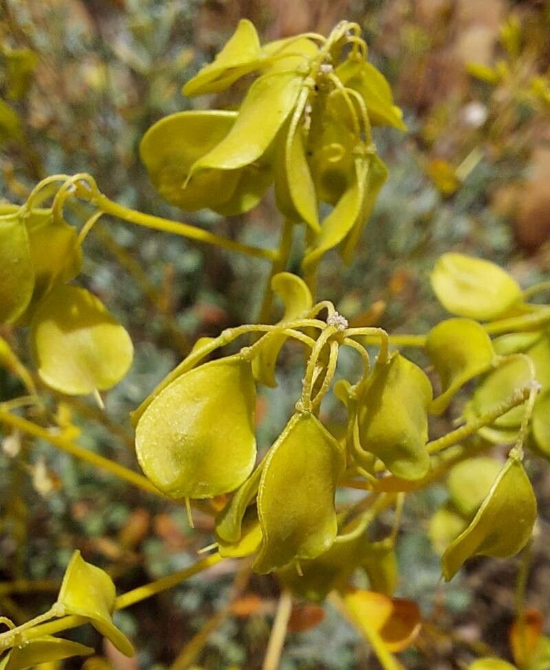 Odontarrhena corsica fruit