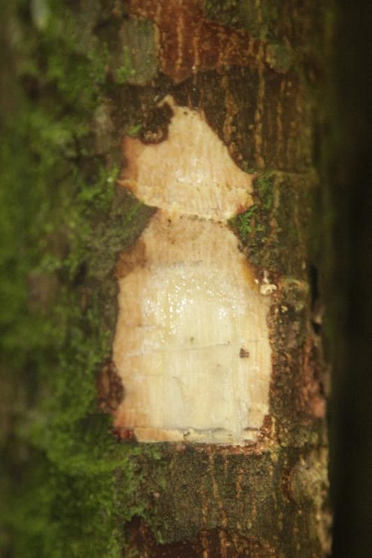 Pouteria venosa other