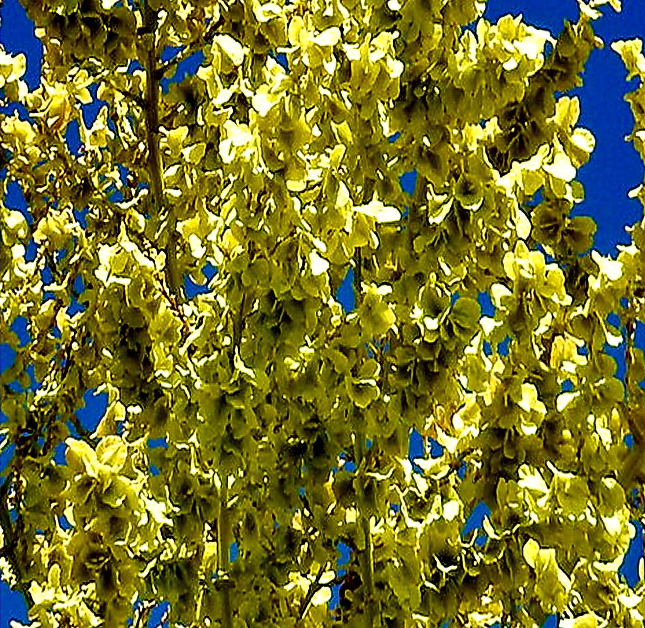 Beaucarnea purpusii — search result for 'Beaucarnea'