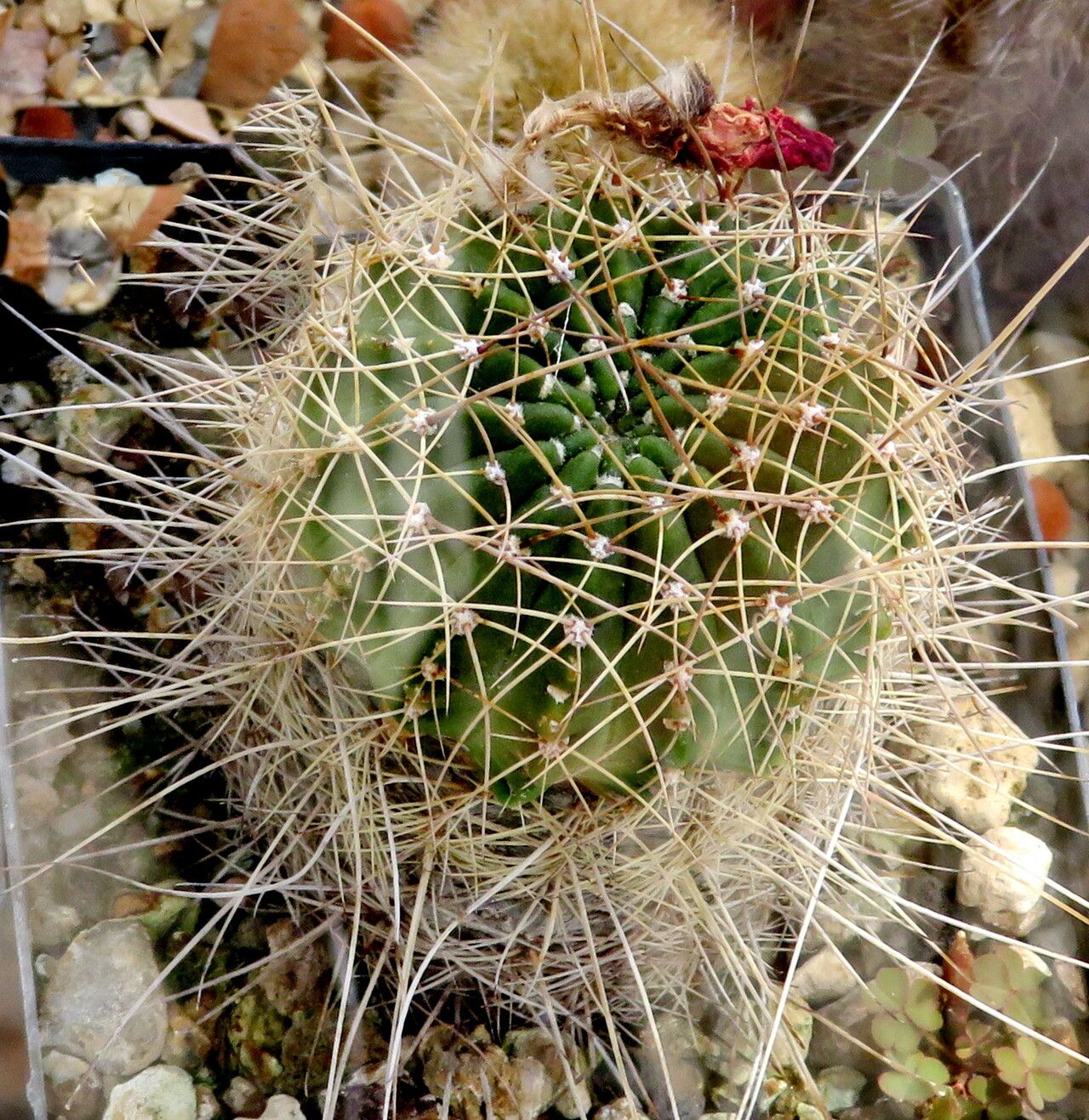 Lobivia hertrichiana leaf