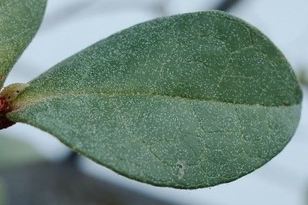 Rhododendron christi leaf