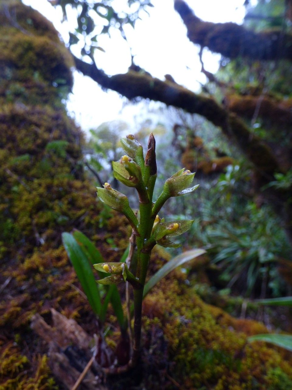 Bulbophyllum cylindrocarpum flower