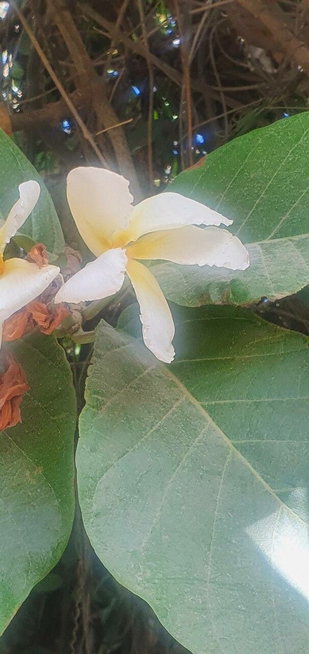 Chonemorpha fragrans flower