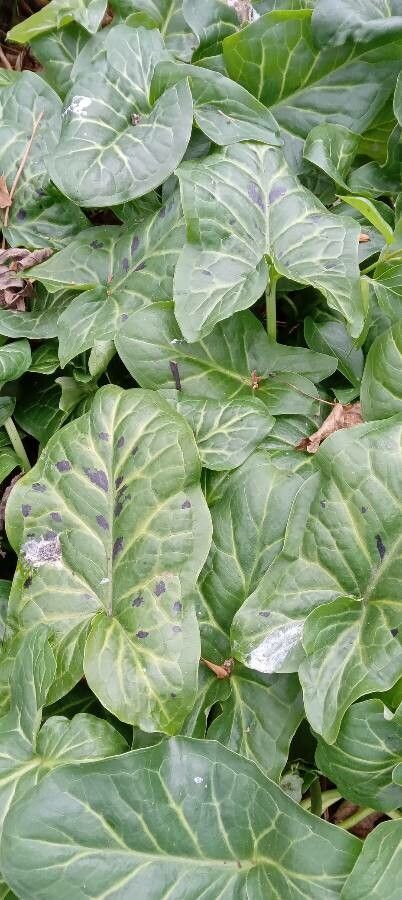 Arum italicum x Arum maculatum leaf