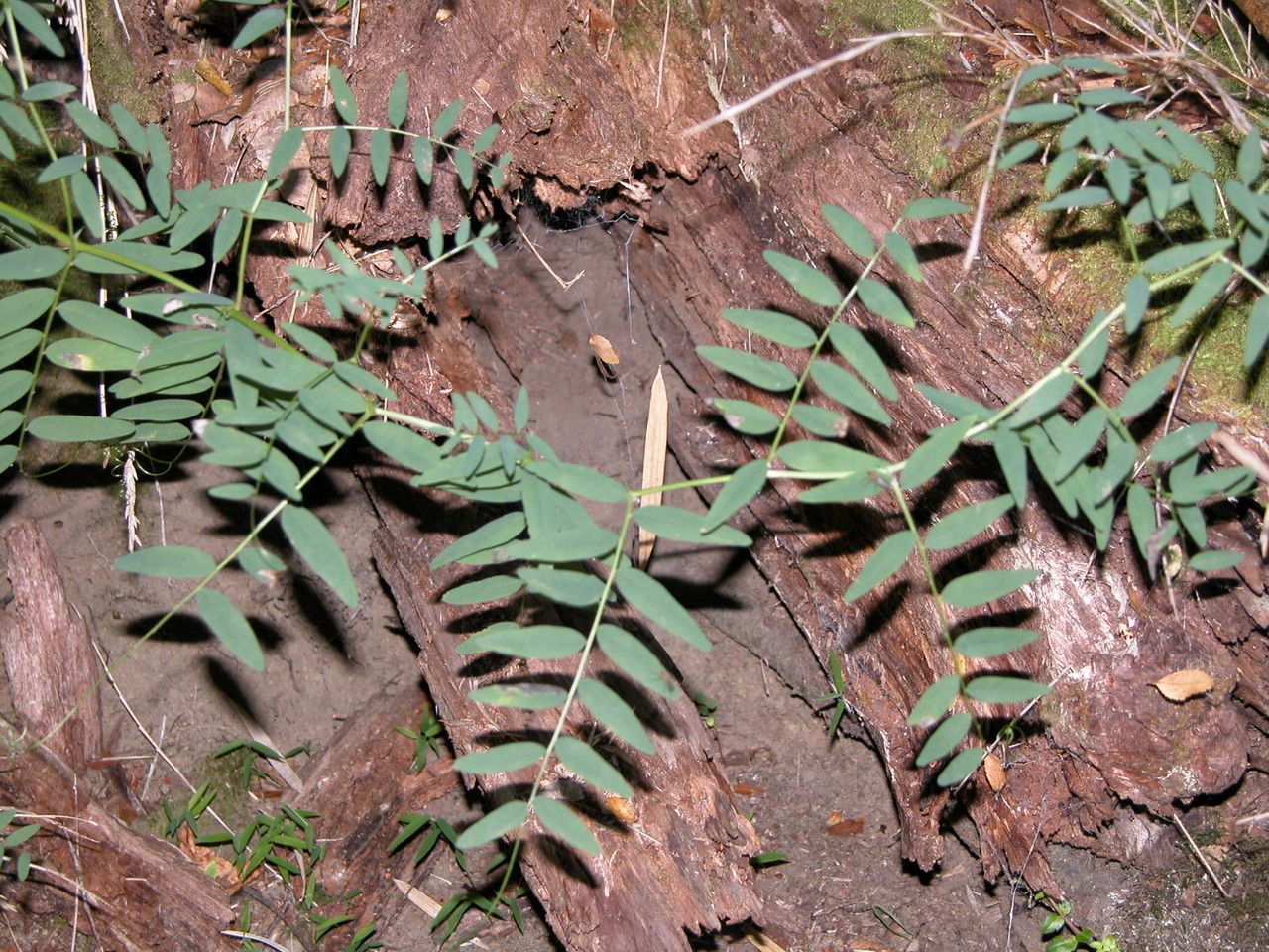 Vicia nigricans habit