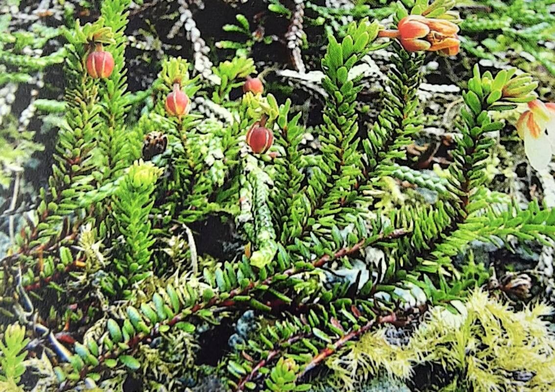 Cassiope stelleriana — houseplant care guide