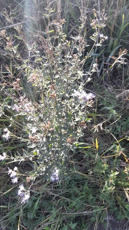 Chromolaena hirsuta habit