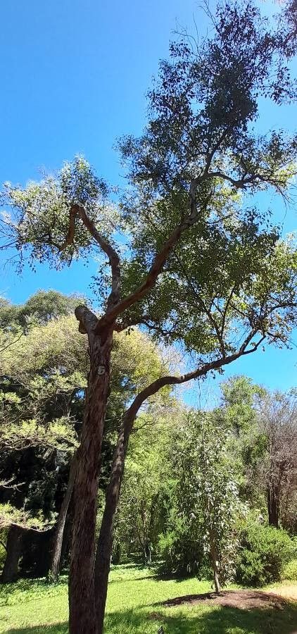 Eucalyptus camphora habit