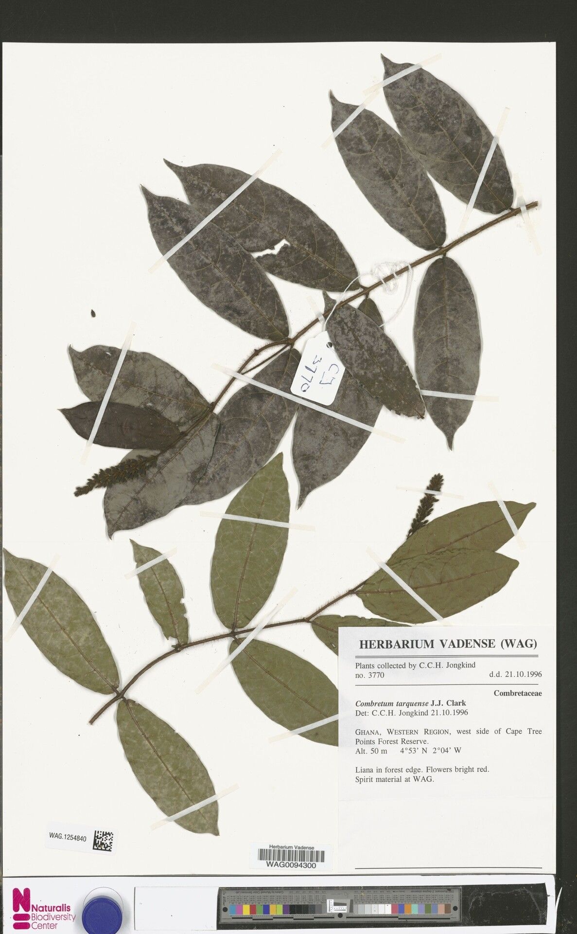 Combretum tarquense — houseplant care guide