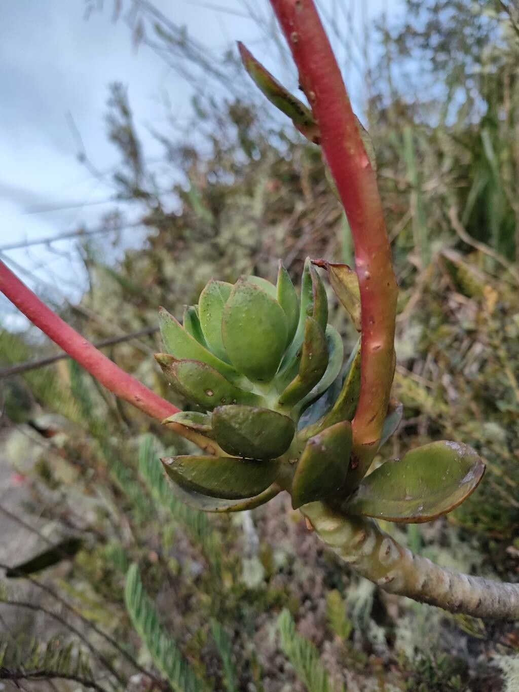 Echeveria bicolor — search result for 'Echeveria'