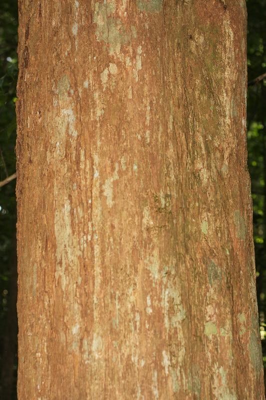 Couepia caryophylloides bark
