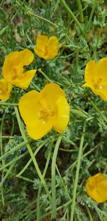 Glaucium flavum flower