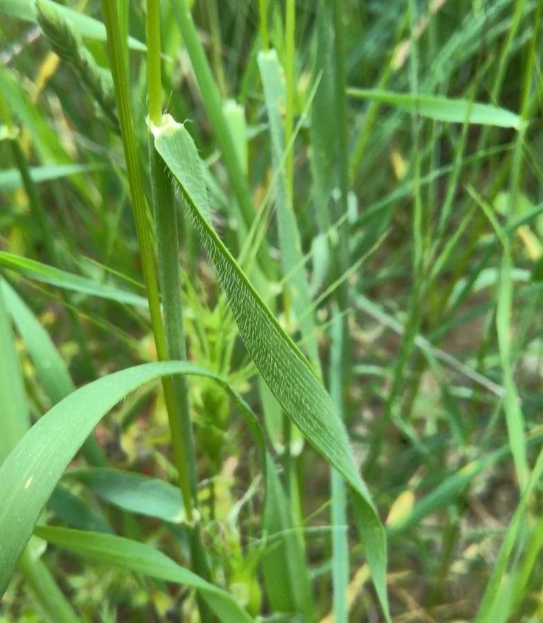 Aegilops neglecta — search result for 'Aegilops'