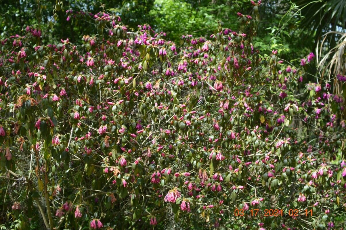 Rhododendron concinnum flower