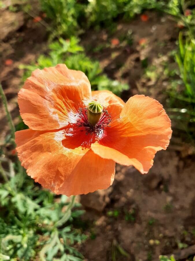 Papaver dubium flower
