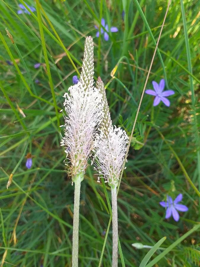 Plantago media flower