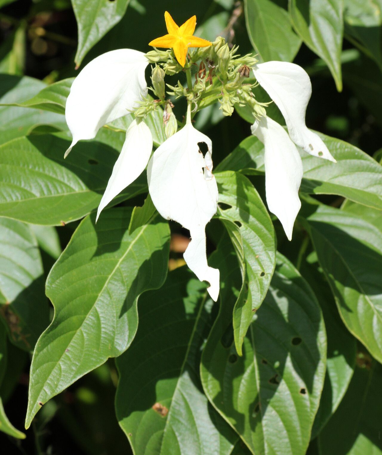 Mussaenda forsteniana — search result for 'Mussaenda'