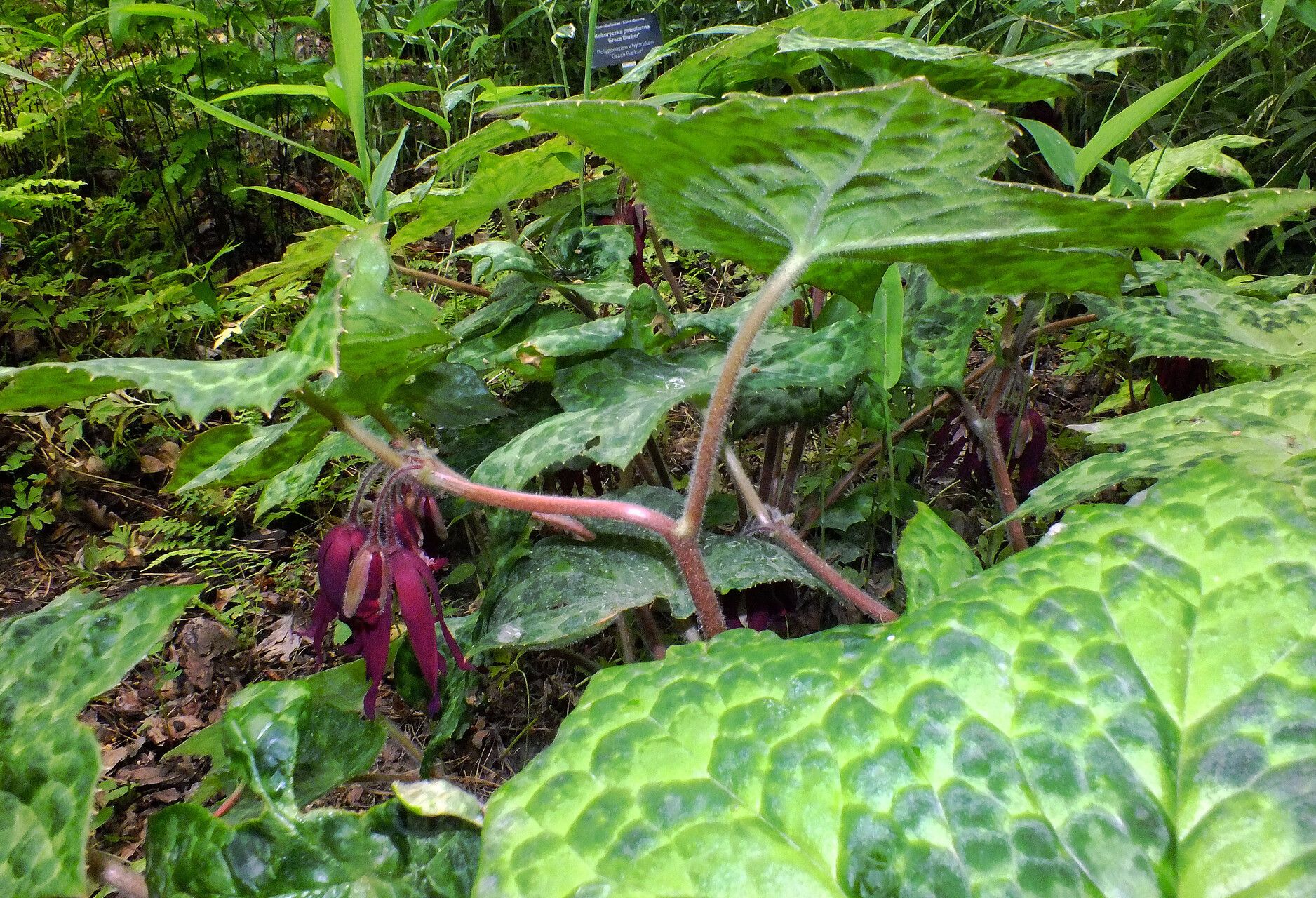 Podophyllum versipelle — search result for 'Podophyllum'