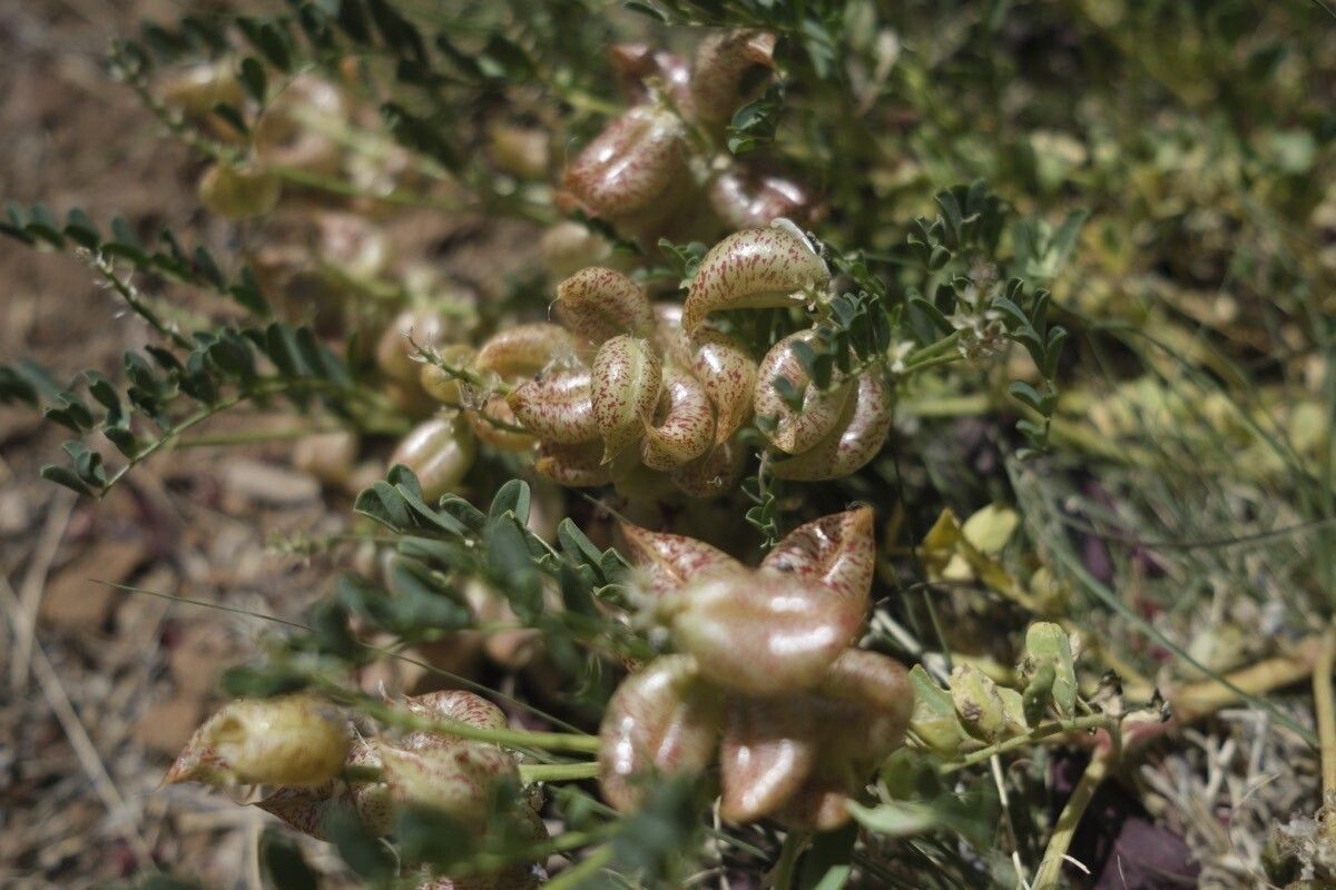 Sphaerophysa salsula fruit