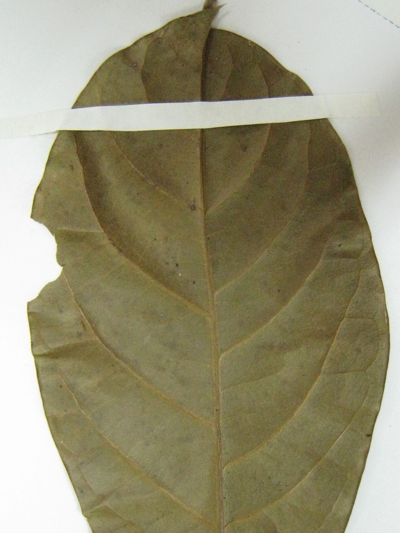 Licaria subbullata other