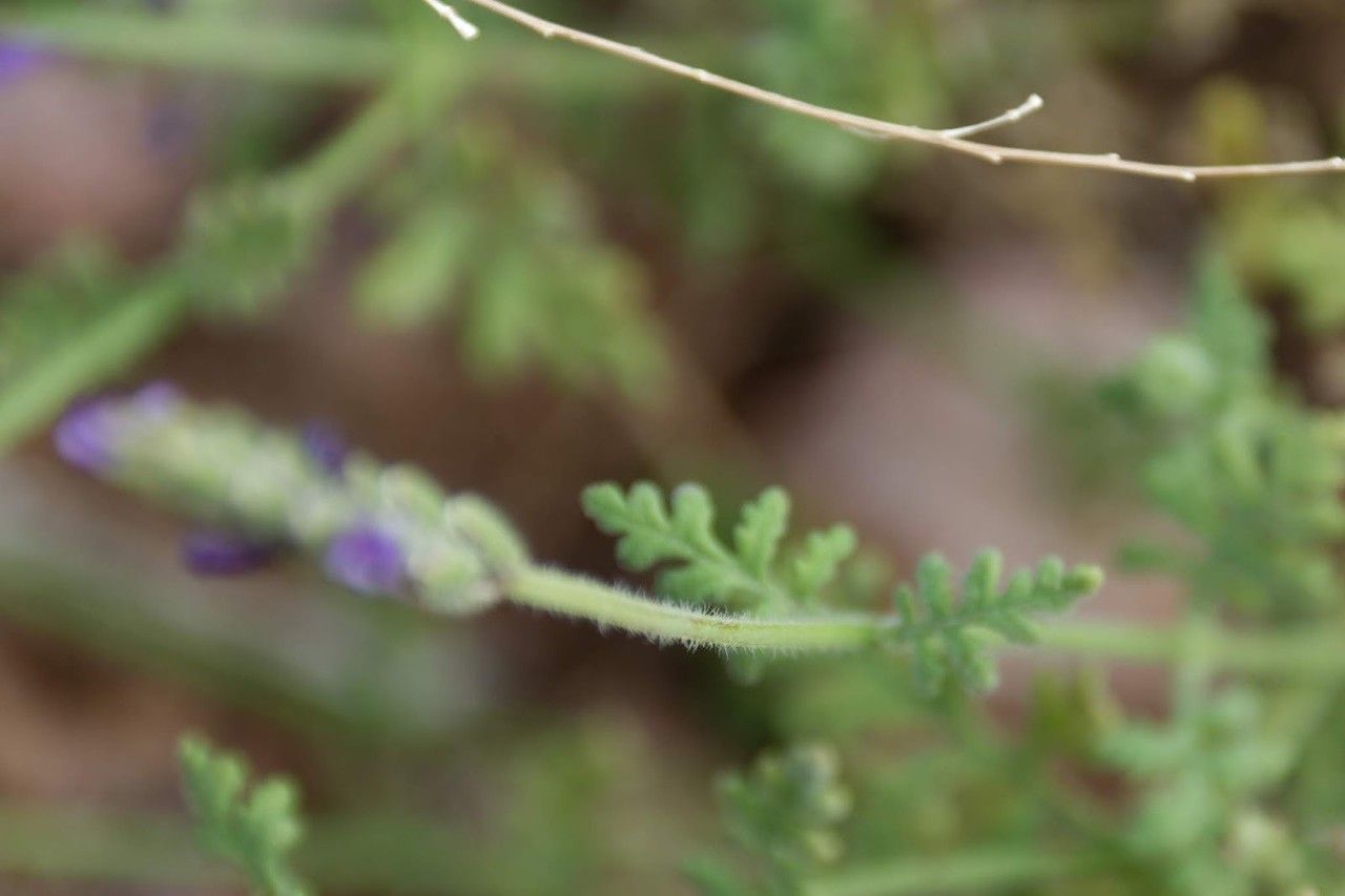 Lavandula mairei — search result for 'Lavandula'