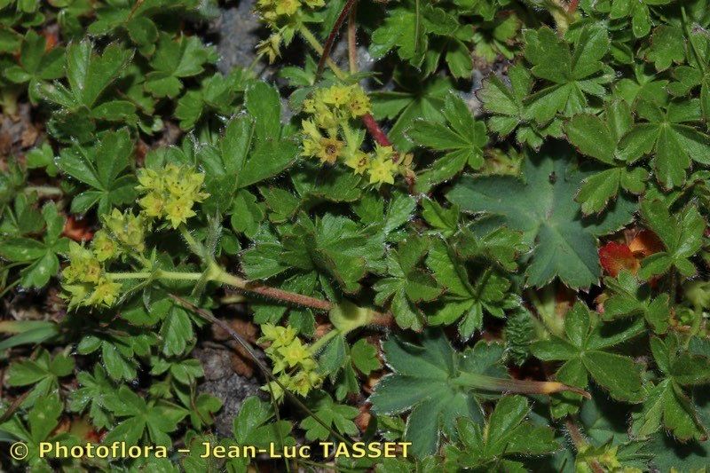 Alchemilla colorata — houseplant care guide