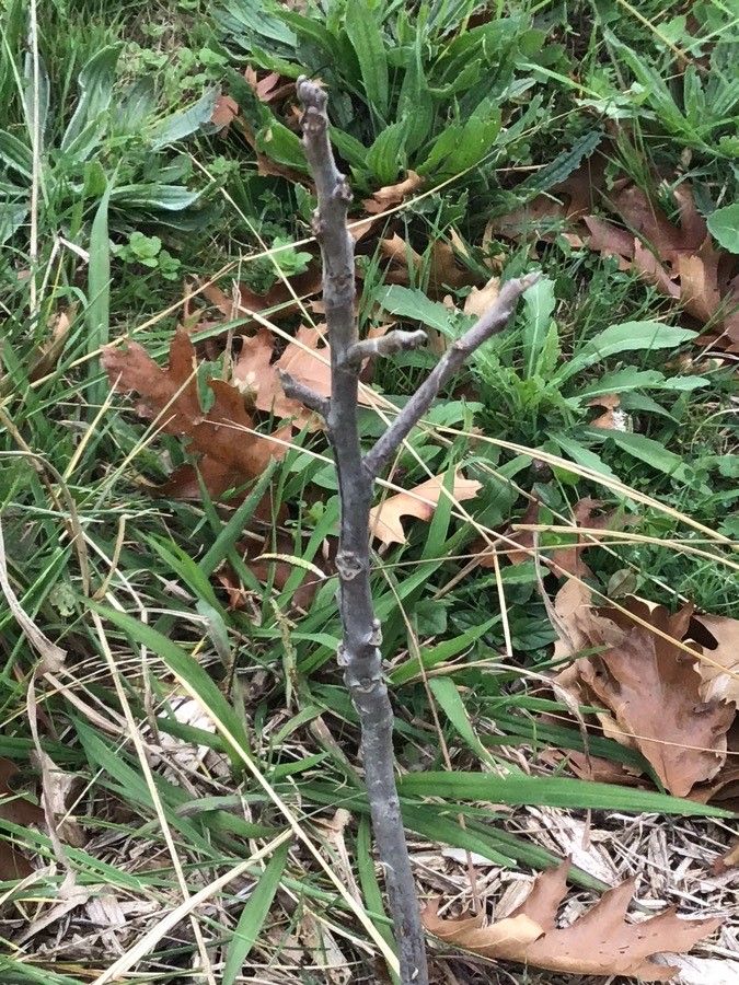 Juglans microcarpa — search result for 'Juglans'