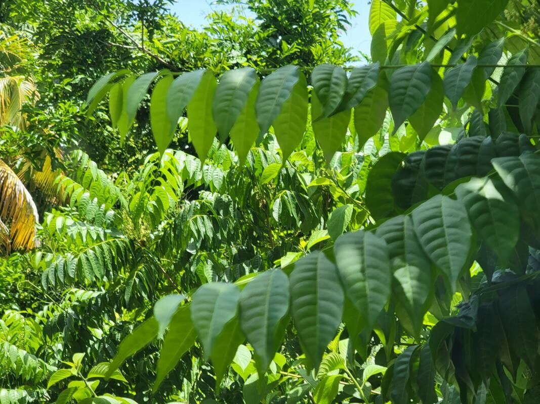 Trichilia hirta leaf