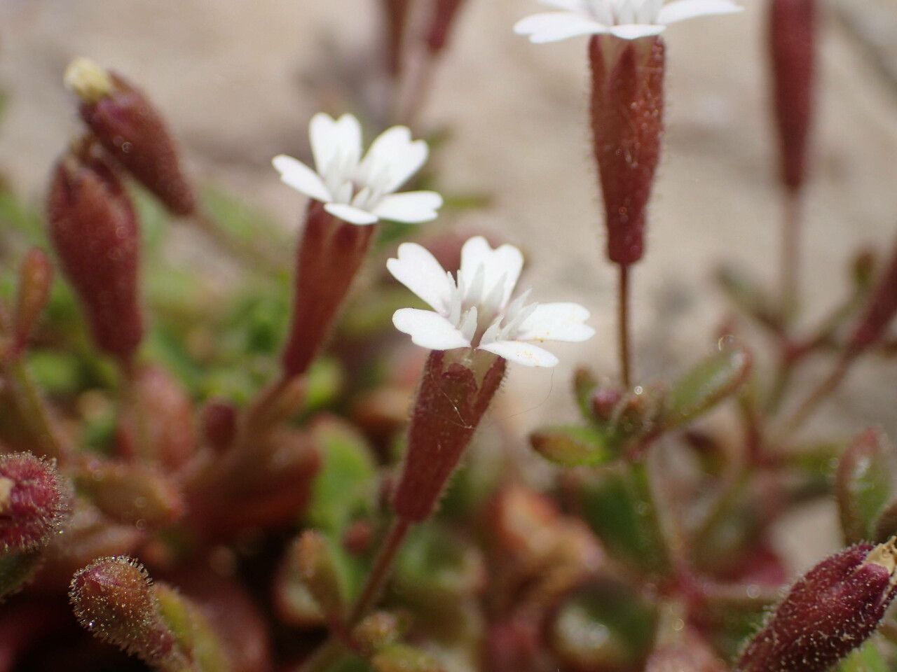 Silene sedoides flower