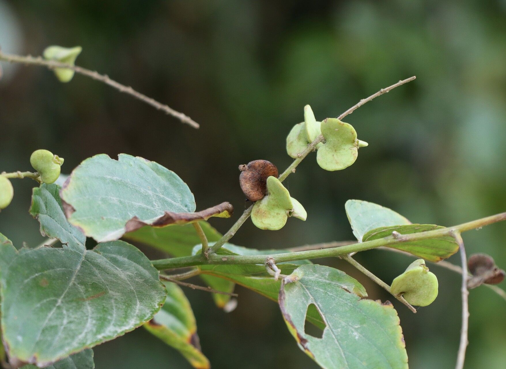 Gouania leptostachya — search result for 'Gouania'