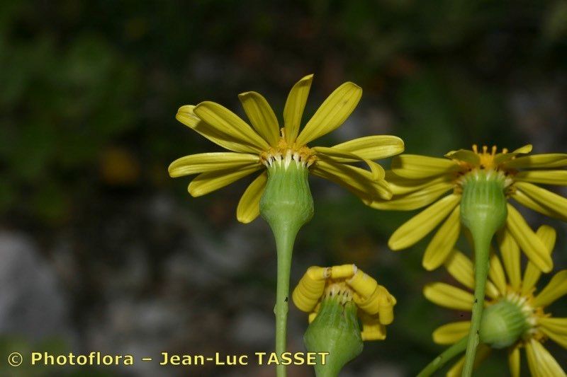 Senecio petraeus flower