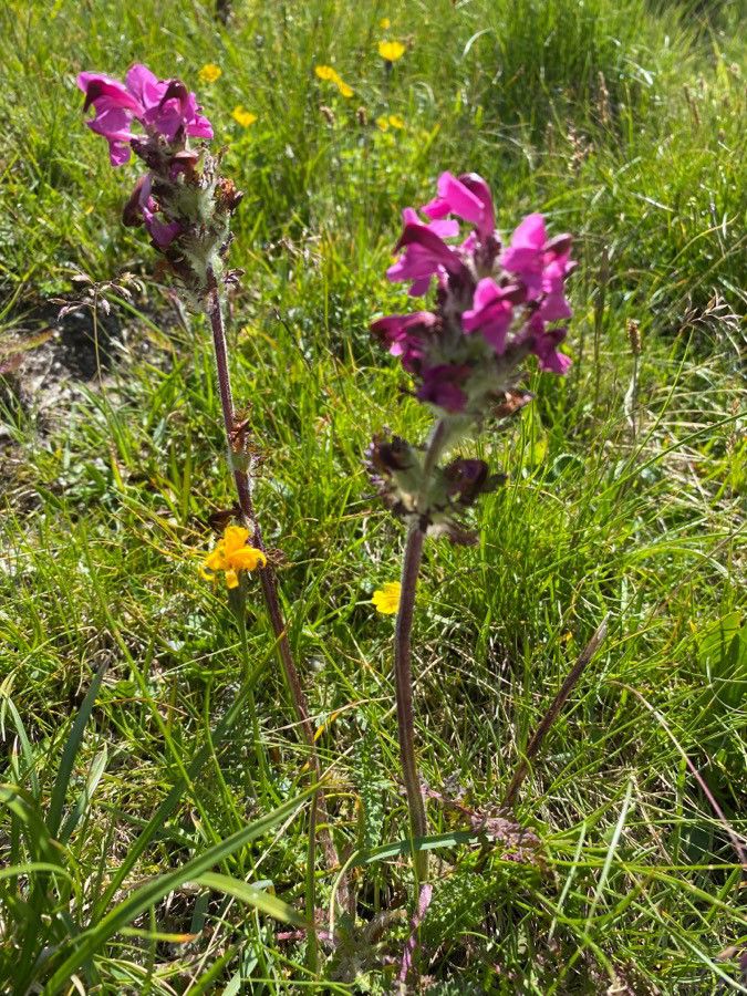 Pedicularis cenisia habit