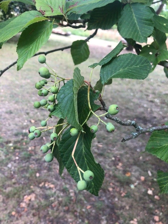 Sorbus alnifolia fruit