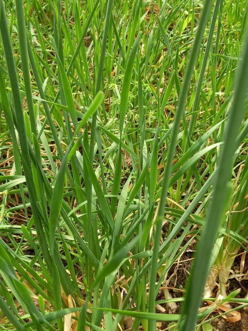 Allium nutans — search result for 'Kazakhstan'