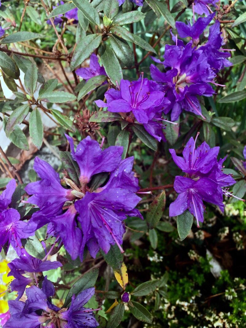 Rhododendron russatum flower