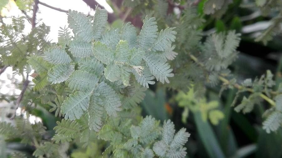 Acacia baileyana leaf