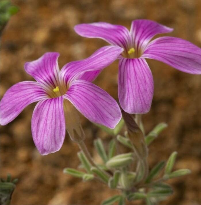 Oxalis reclinata — houseplant care guide