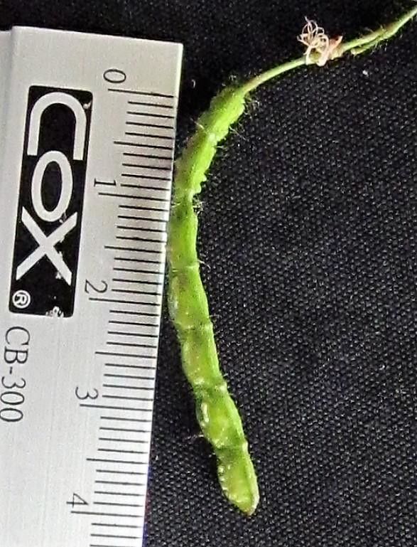 Aeschynomene ciliata other