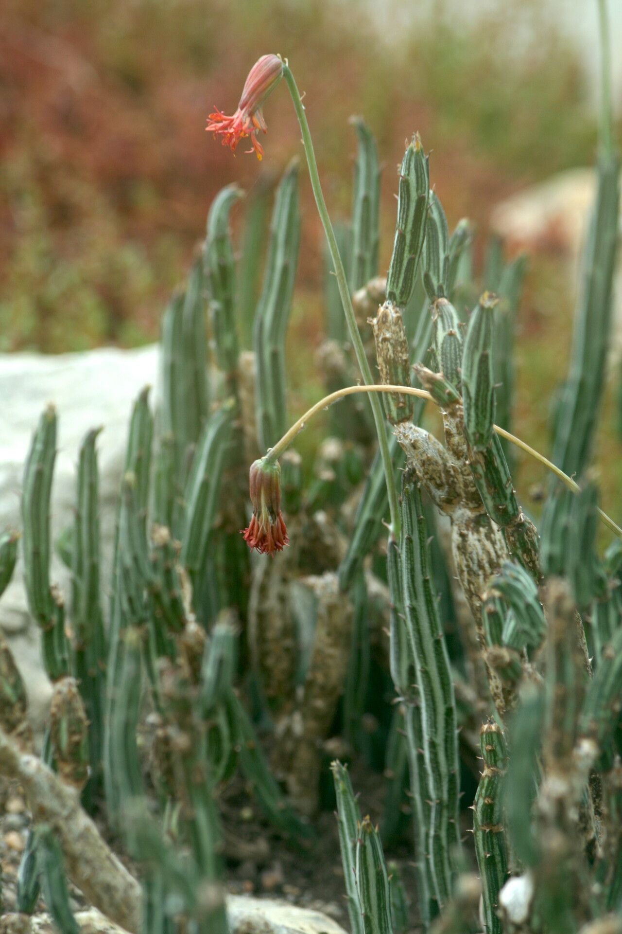 Kleinia gregorii — search result for 'Kleinia'