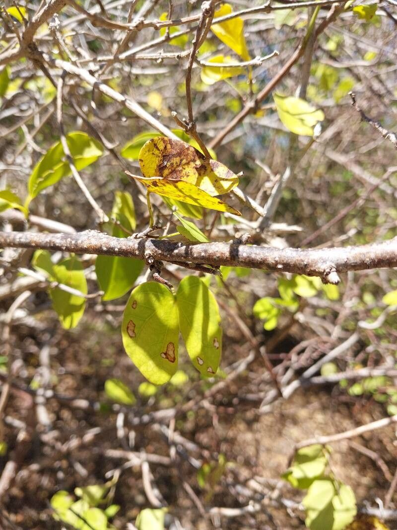 Bauhinia podopetala other