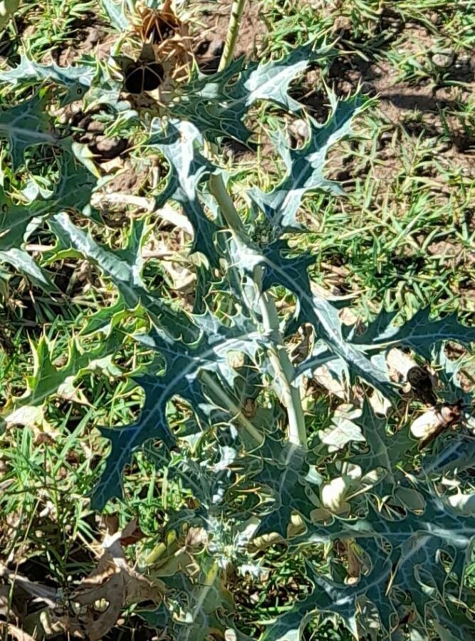 Argemone subfusiformis — houseplant care guide