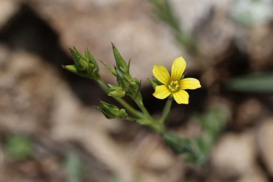 Linum corymbulosum flower
