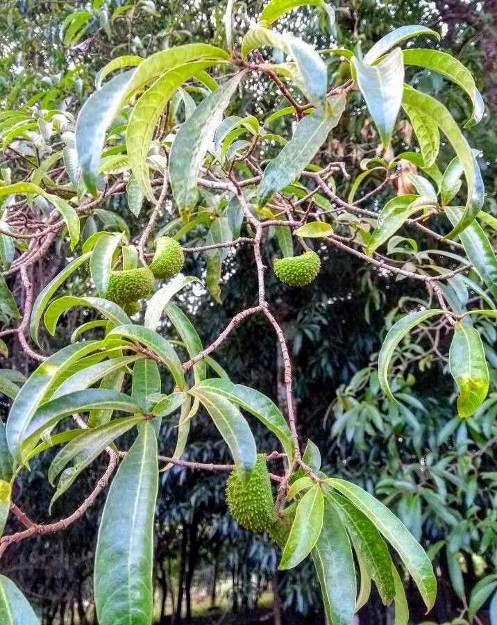 Tabernaemontana hystrix — search result for 'Tabernaemontana'