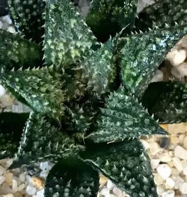 Haworthia pulchella — houseplant care guide