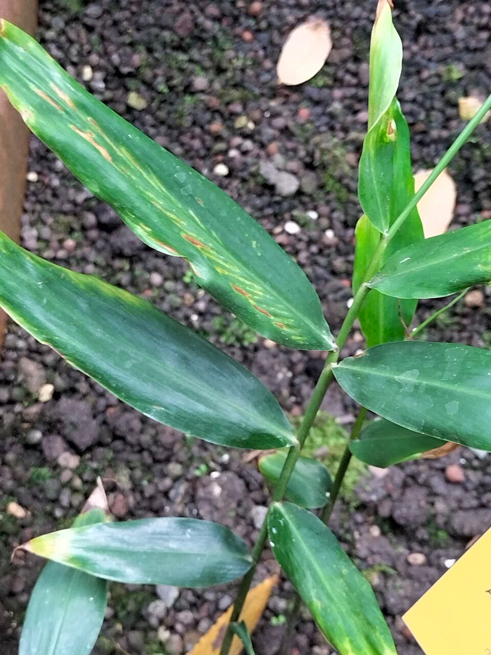 Aframomum melegueta — search result for 'Zingiberaceae'