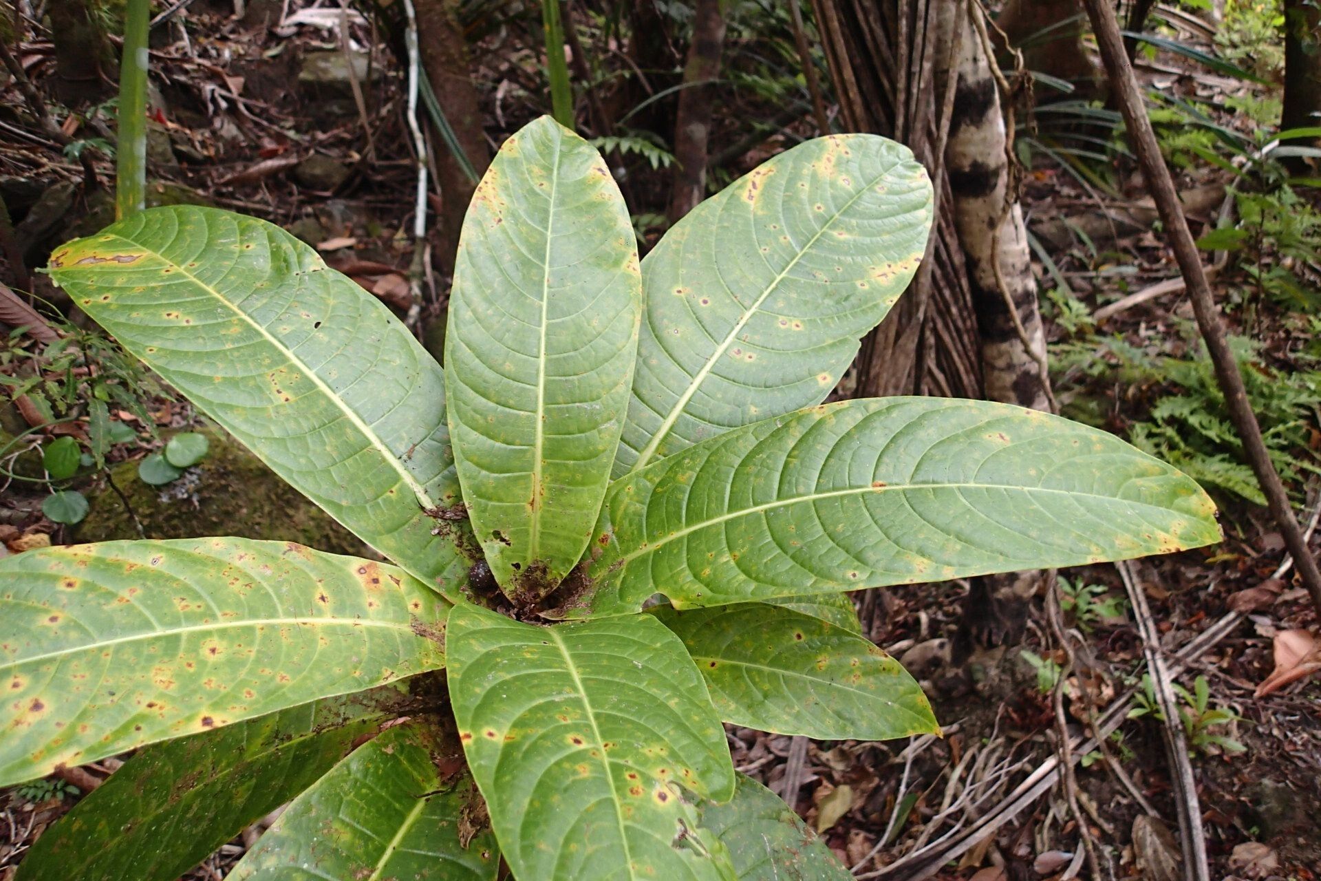 Ficus otophora leaf