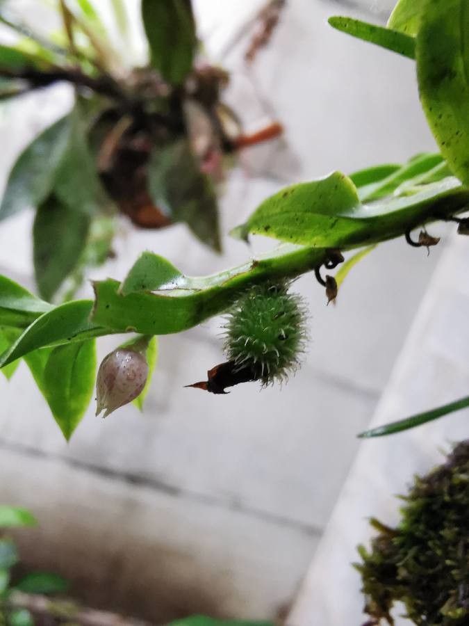 Dichaea panamensis fruit