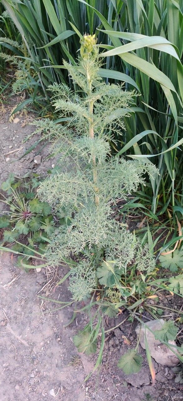 Descurainia sophia leaf