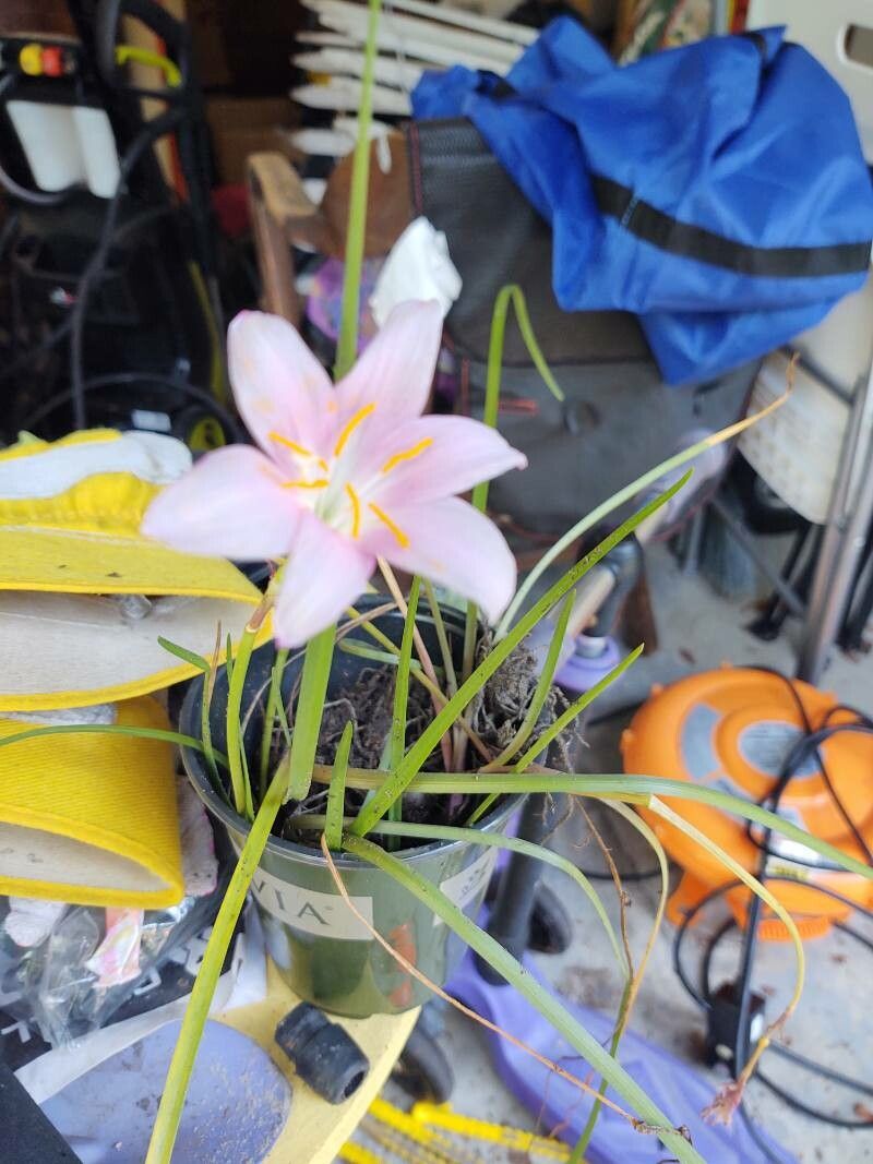 Habranthus robustus habit